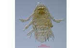 University of Birjand Faculty Member Discovers and Names Four New Mite Species Internationally