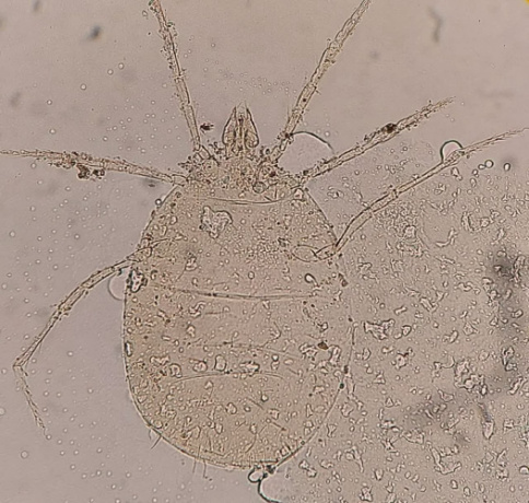 Two-New Arthropod Species Discovered and Named by Birjand University Faculty Member